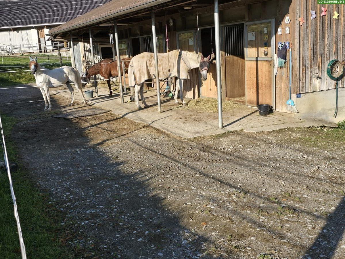 Pferdeboxe mit Auslauf zu vermieten in Höfen BE