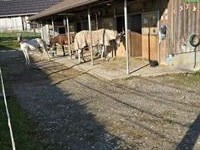 Pferdeboxe mit Auslauf zu vermieten in Höfen BE