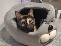Weibliche Katze Rosa, 5-jährig
