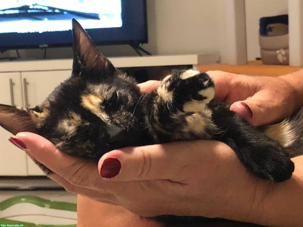 Bild 2: Weibliche Katze Rosa, 5-jährig