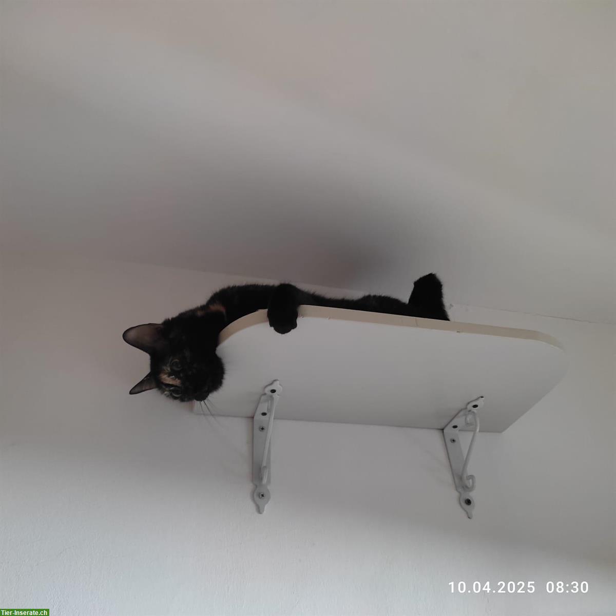 Bild 3: Weibliche Katze Rosa, 5-jährig