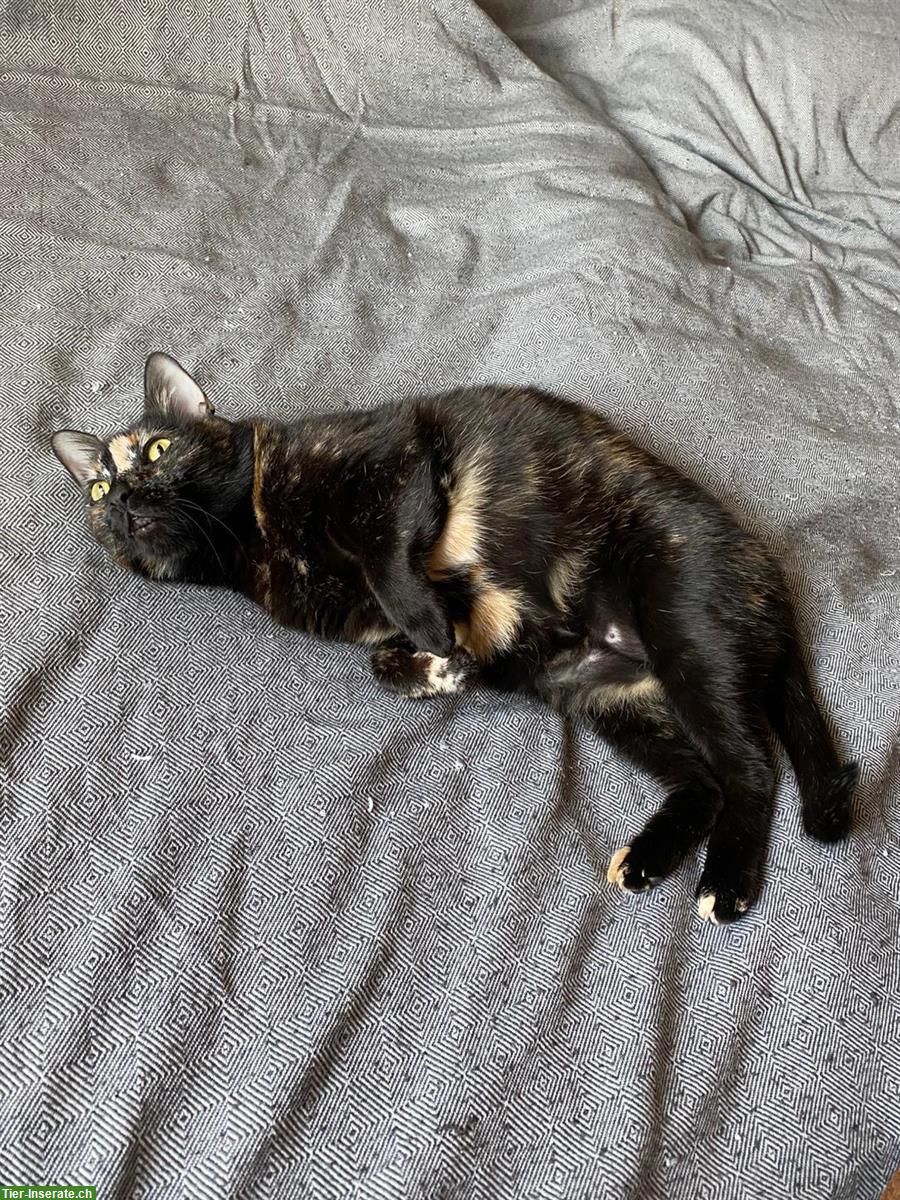 Bild 4: Weibliche Katze Rosa, 5-jährig