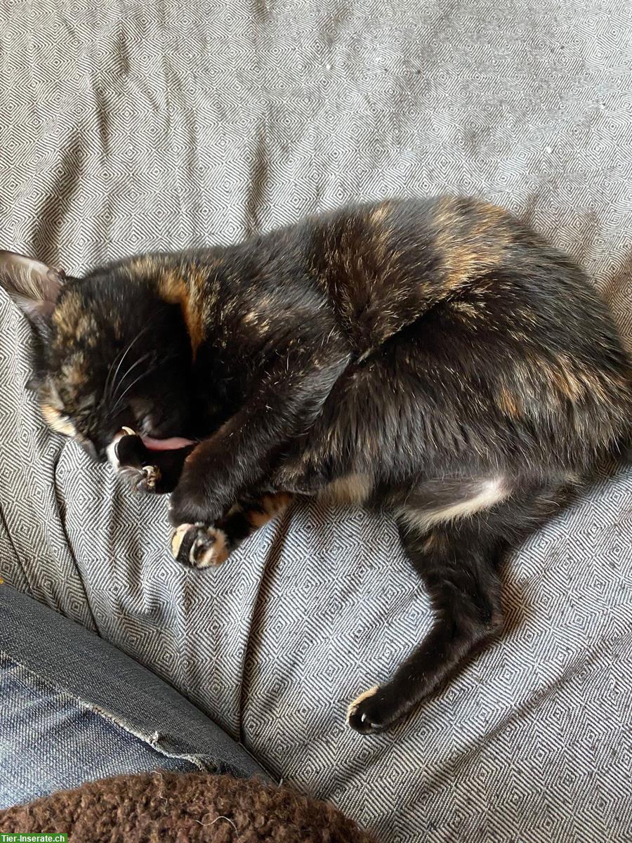 Bild 5: Weibliche Katze Rosa, 5-jährig