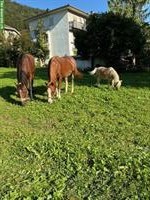 Freiberger Stute, Lusitano Wallach + Classic Pony Wallach zu verkaufen