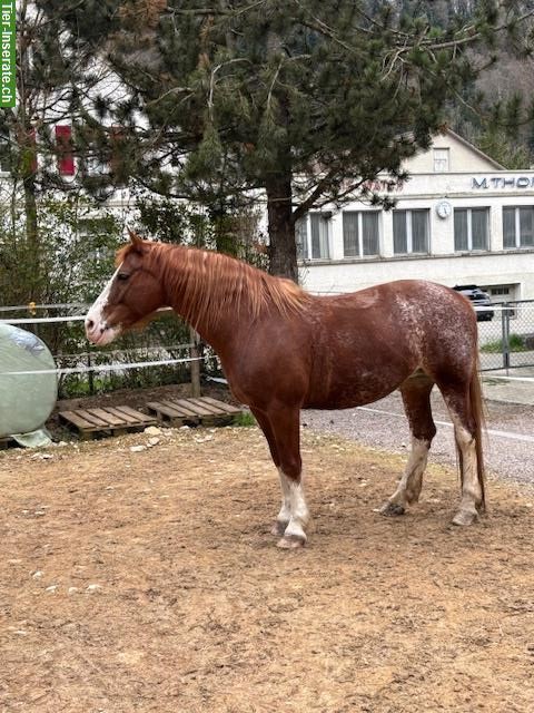 Bild 3: Freiberger Stute, Lusitano Wallach + Classic Pony Wallach zu verkaufen