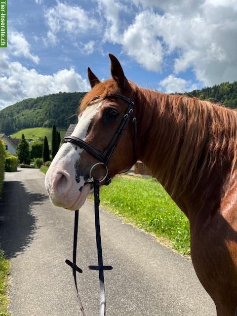 Bild 4: Freiberger Stute, Lusitano Wallach + Classic Pony Wallach zu verkaufen