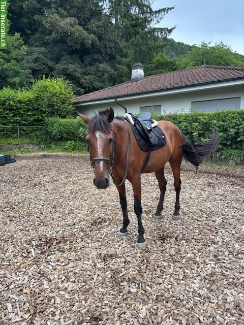Bild 5: Freiberger Stute, Lusitano Wallach + Classic Pony Wallach zu verkaufen