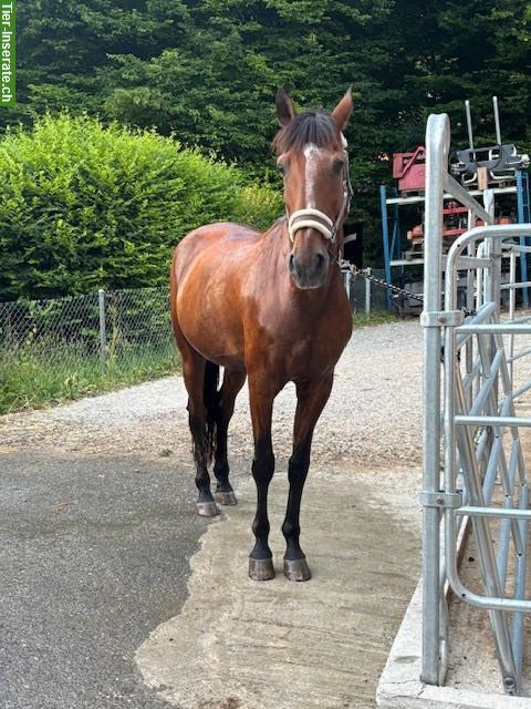 Bild 6: Freiberger Stute, Lusitano Wallach + Classic Pony Wallach zu verkaufen