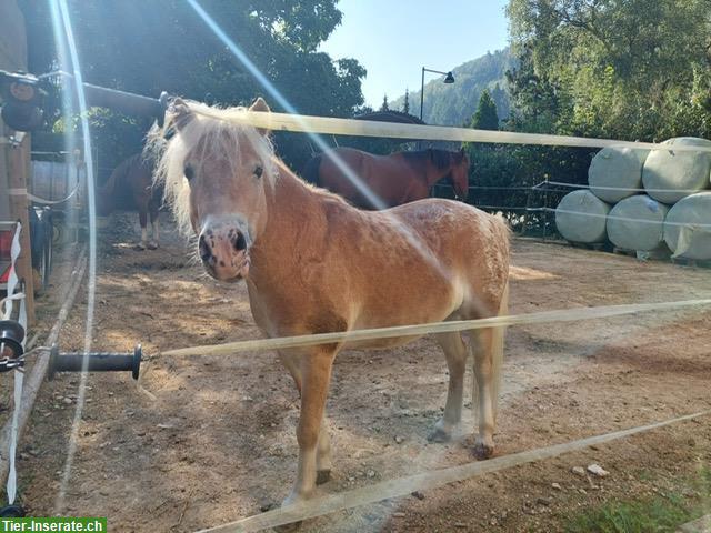 Bild 7: Freiberger Stute, Lusitano Wallach + Classic Pony Wallach zu verkaufen