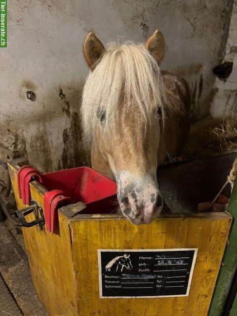 Bild 8: Freiberger Stute, Lusitano Wallach + Classic Pony Wallach zu verkaufen