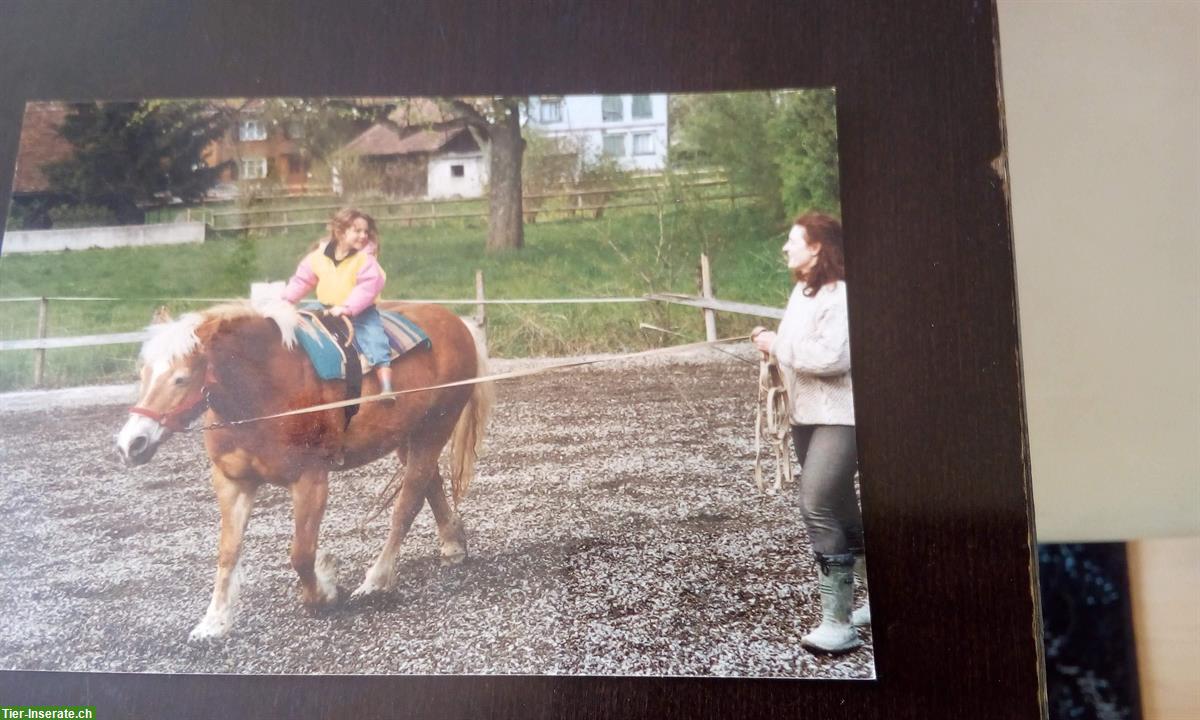 Bild 4: Pflegebeteiligung/Reitbeteiligung GESUCHT, Raum Grabs SG