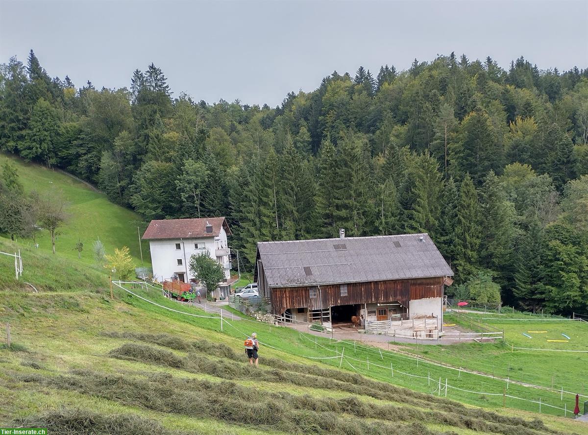 2 - 3 Offenstallplätze zur Teil- oder Vollpension in Neuägeri ZG