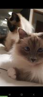 Katzen Geschwister suchen ein neues, ruhiges Zuhause