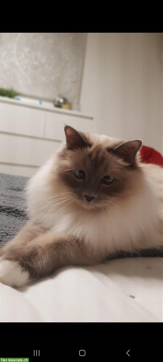 Bild 3: Katzen Geschwister suchen ein neues, ruhiges Zuhause