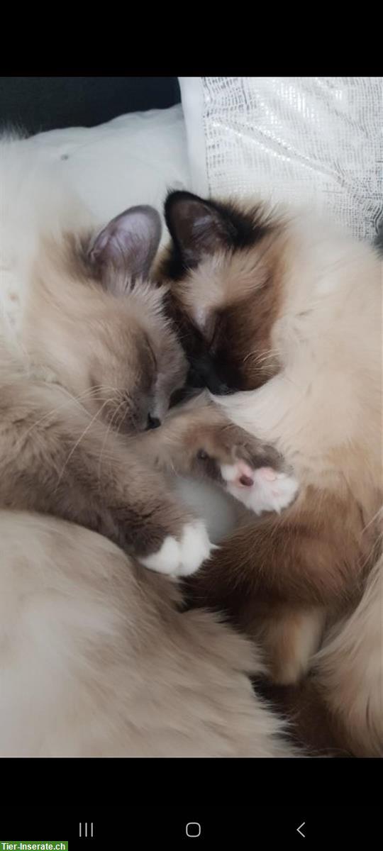 Bild 4: Katzen Geschwister suchen ein neues, ruhiges Zuhause