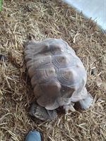 Spornschildkröte, Geochelone sulcata abzugeben