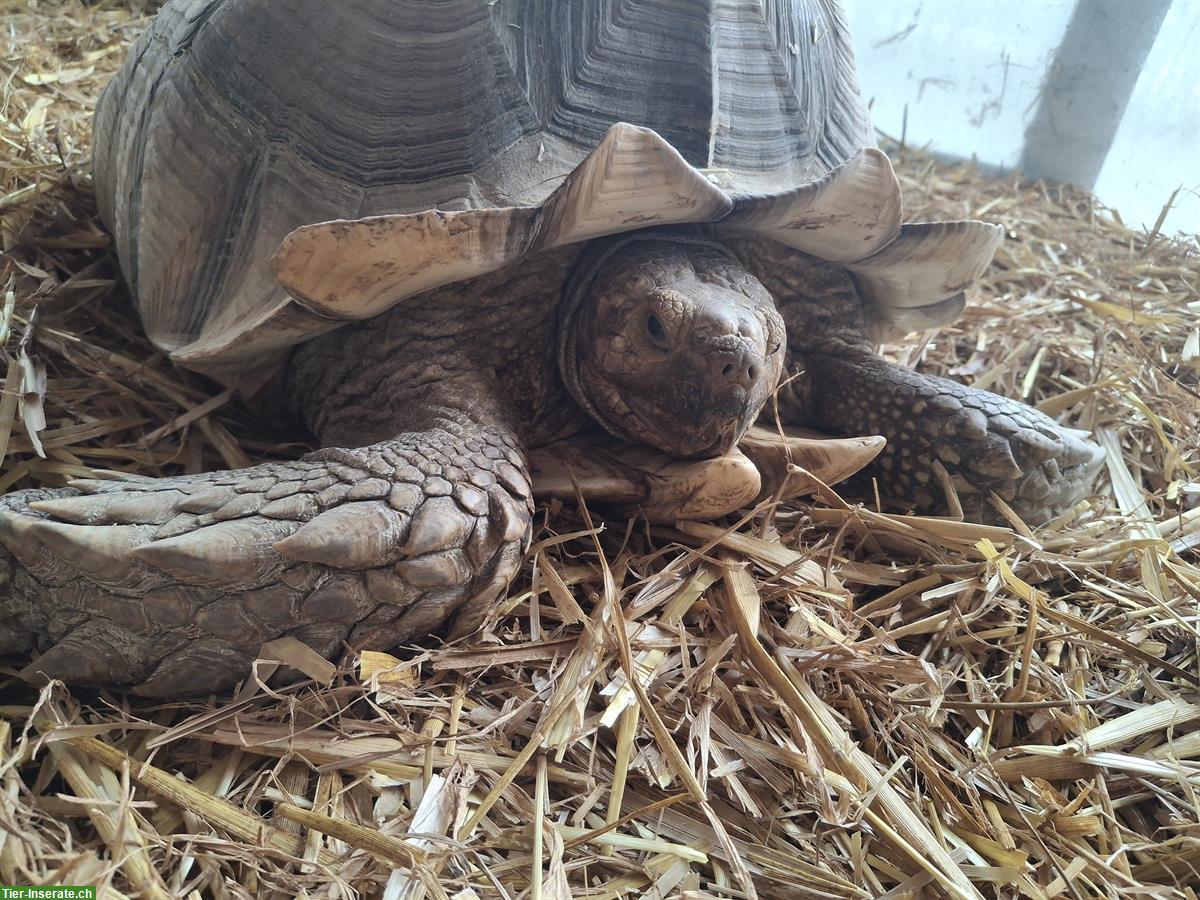 Bild 2: Spornschildkröte, Geochelone sulcata abzugeben