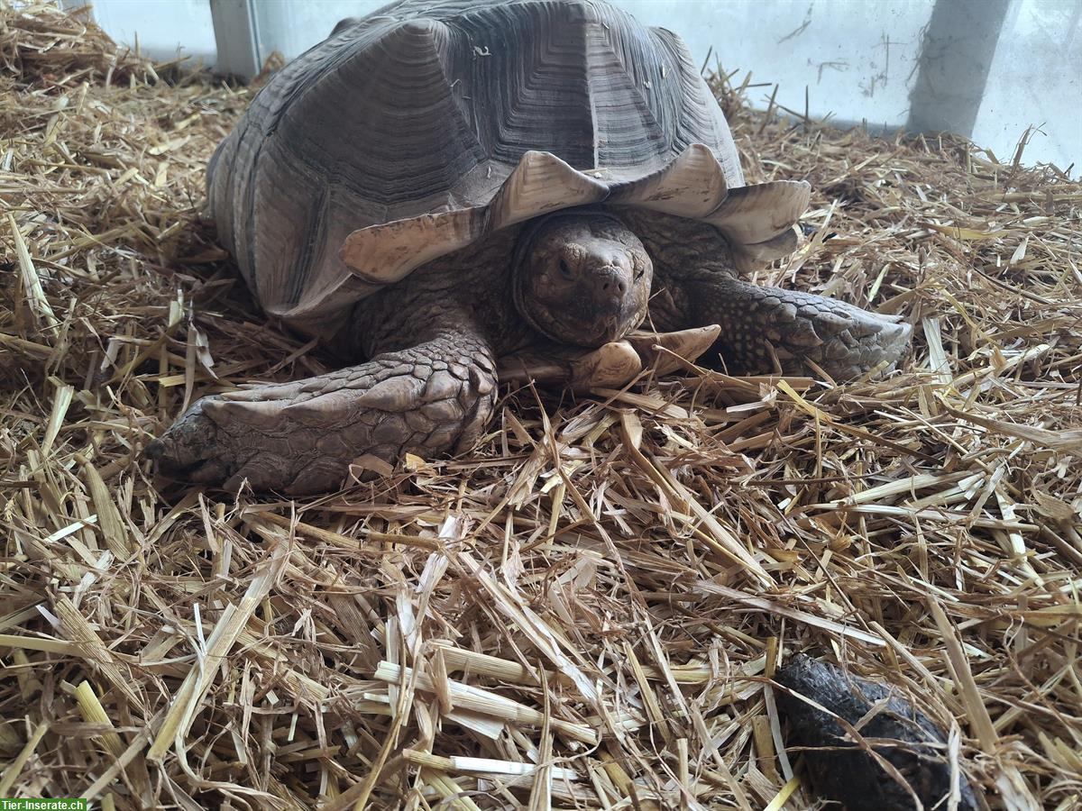 Bild 3: Spornschildkröte, Geochelone sulcata abzugeben