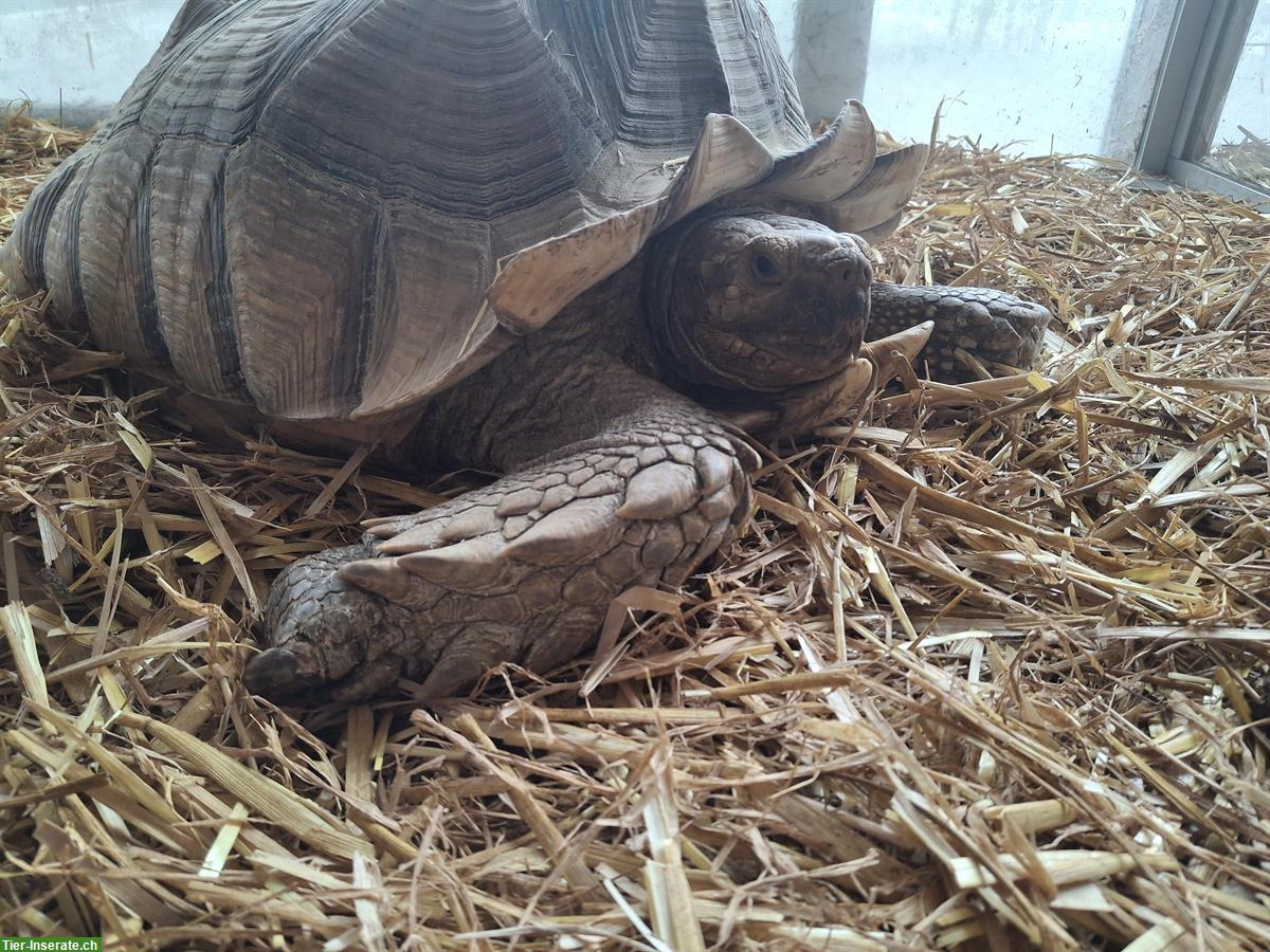 Bild 4: Spornschildkröte, Geochelone sulcata abzugeben
