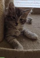 Maine Coon Kitten suchen ein Zuhause