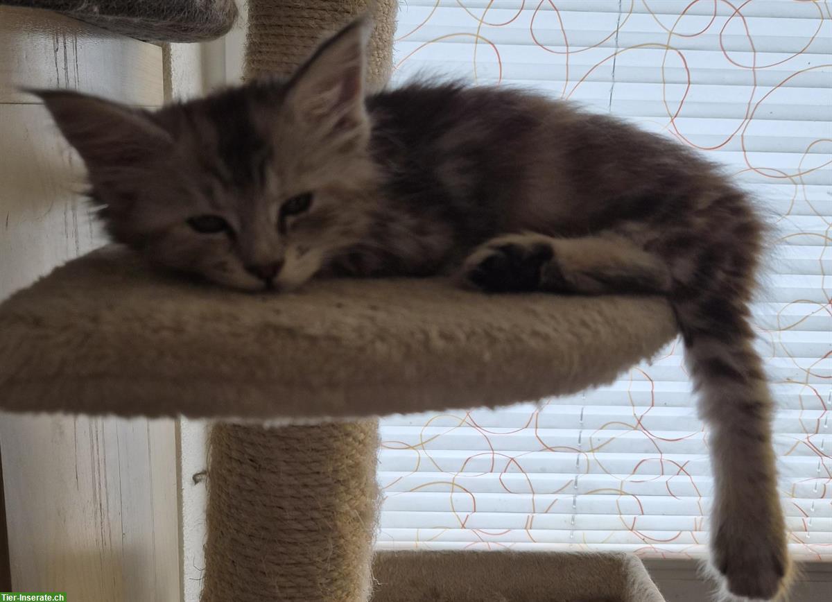 Bild 2: Maine Coon Kitten suchen ein Zuhause