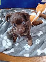 🐾 Zauberhafte Russkiy Toy Welpe sucht nach dir