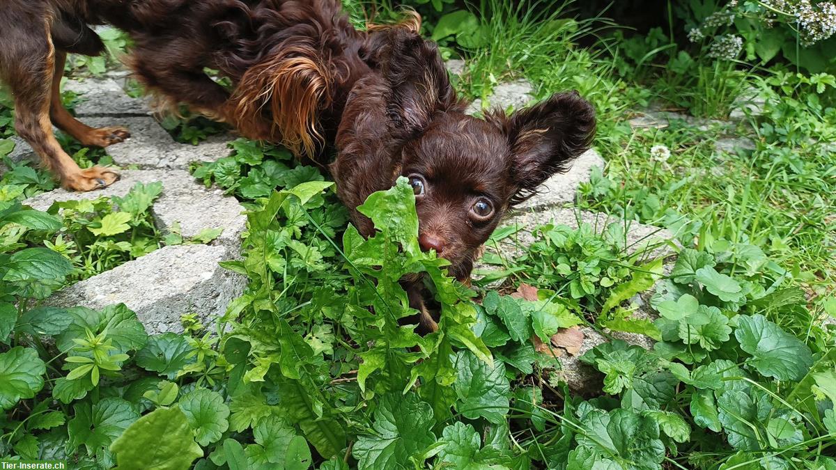 Bild 2: 🐾 Zauberhafte Russkiy Toy Welpe sucht nach dir