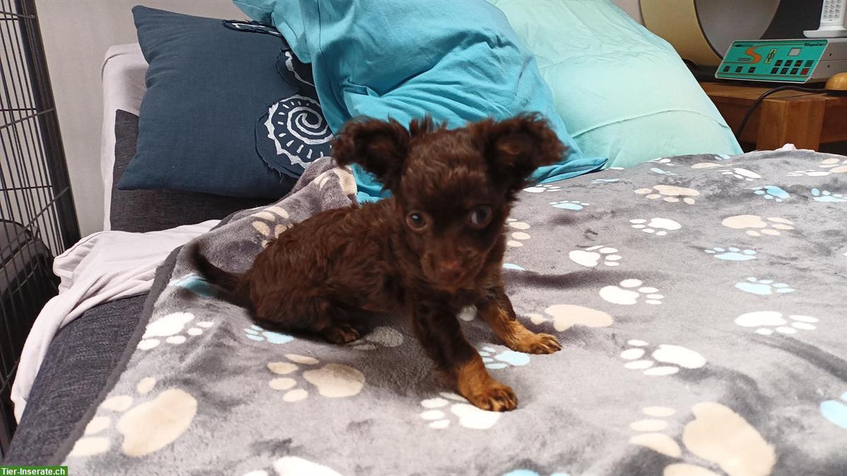 Bild 3: 🐾 Zauberhafte Russkiy Toy Welpe sucht nach dir