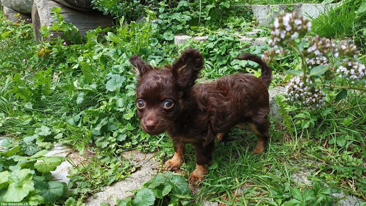 Bild 4: 🐾 Zauberhafte Russkiy Toy Welpe sucht nach dir
