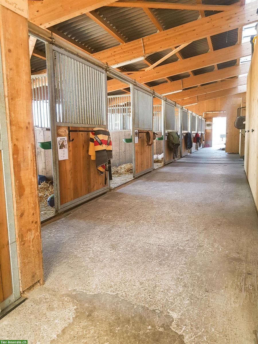 Bild 2: 2 grosse Auslaufboxen zu vermieten in Benken SG