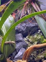 Jungferngeckos (Lepidodactylus lugubris) Nachzucht abzugeben