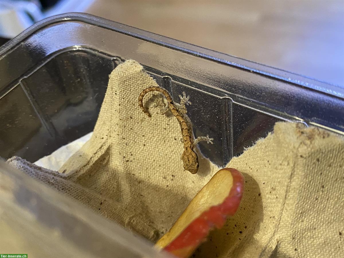 Bild 2: Jungferngeckos (Lepidodactylus lugubris) Nachzucht abzugeben