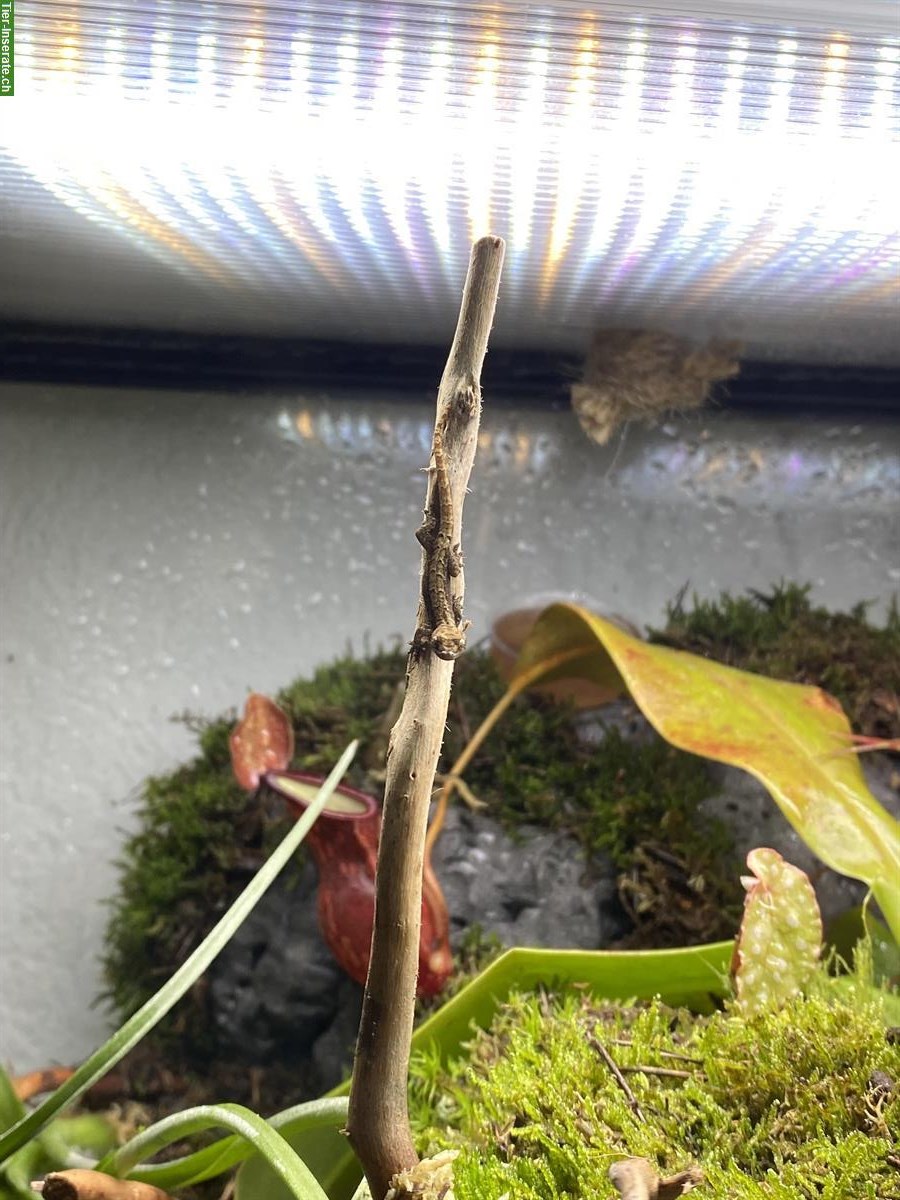Bild 3: Jungferngeckos (Lepidodactylus lugubris) Nachzucht abzugeben
