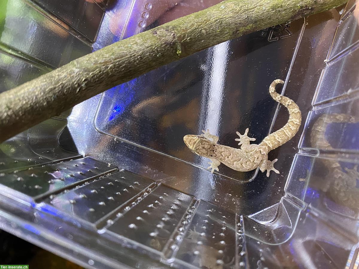 Bild 4: Jungferngeckos (Lepidodactylus lugubris) Nachzucht abzugeben