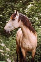 🐴 Pferde Erlebnisse - Nachmittage im Pferdestall 🐴