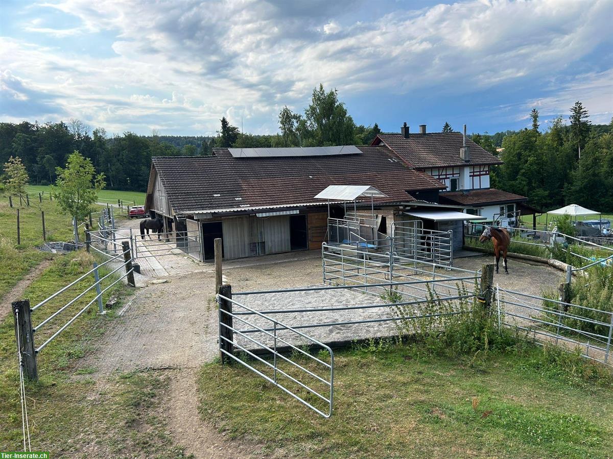 Doppelboxe mit direktem Weidezugang zu vermieten