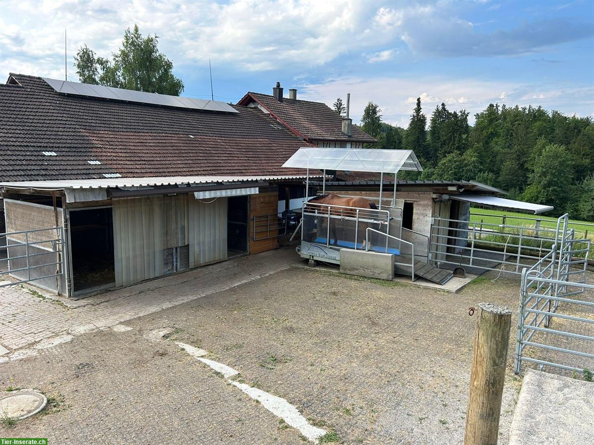 Bild 2: Doppelboxe mit direktem Weidezugang zu vermieten