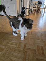 Liebe Mischling Katzen suchen ein neues Zuhause