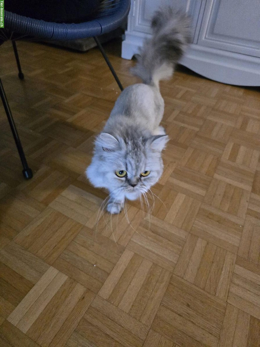 Bild 2: Liebe Mischling Katzen suchen ein neues Zuhause