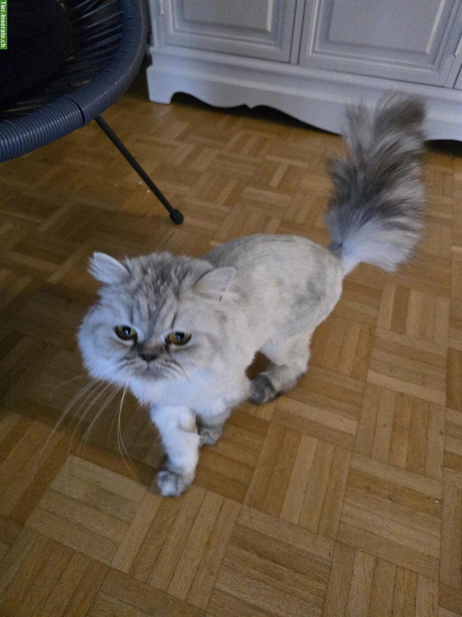Bild 3: Liebe Mischling Katzen suchen ein neues Zuhause