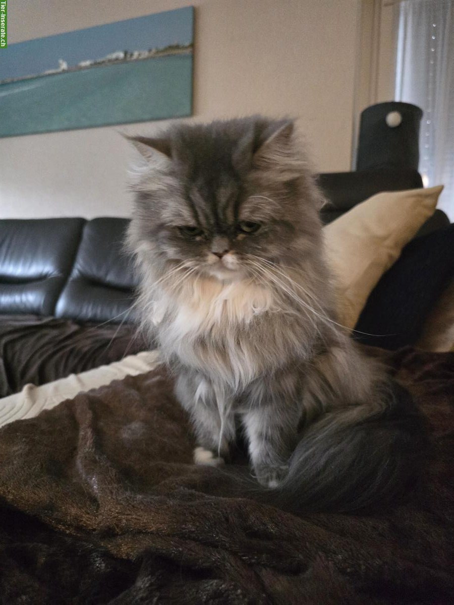 Bild 4: Liebe Mischling Katzen suchen ein neues Zuhause