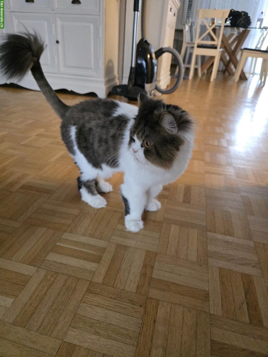 Bild 5: Liebe Mischling Katzen suchen ein neues Zuhause