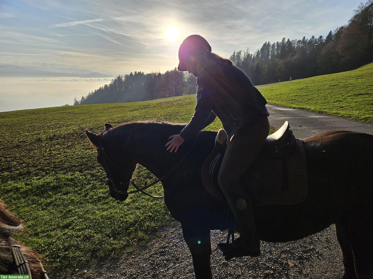 Reitbeteiligung gesucht im Raum Linthebene/Glarnerland