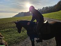 Reitbeteiligung gesucht im Raum Linthebene/Glarnerland