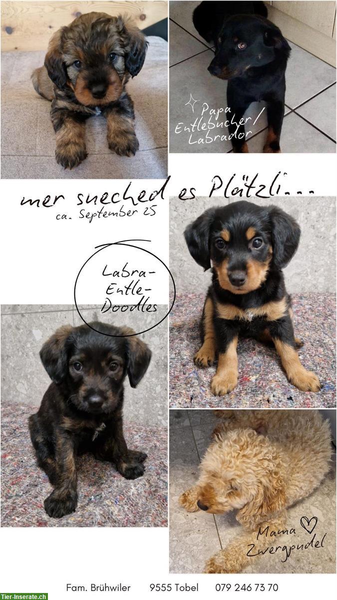 Mischling Welpen suchen ein Zuhause