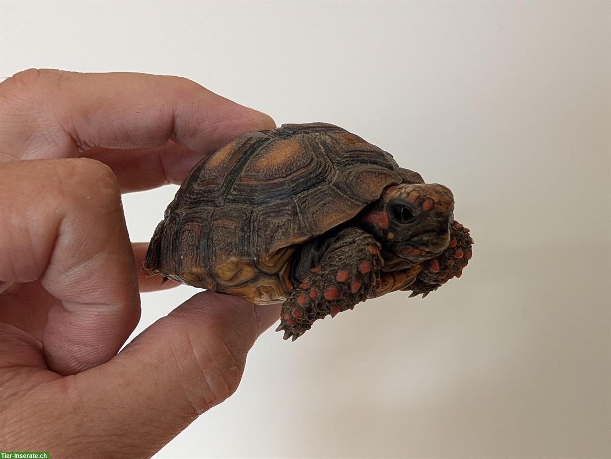 Köhlerschildkröten Jungtiere Nachzucht zu verkaufen