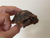Köhlerschildkröten Jungtiere Nachzucht zu verkaufen