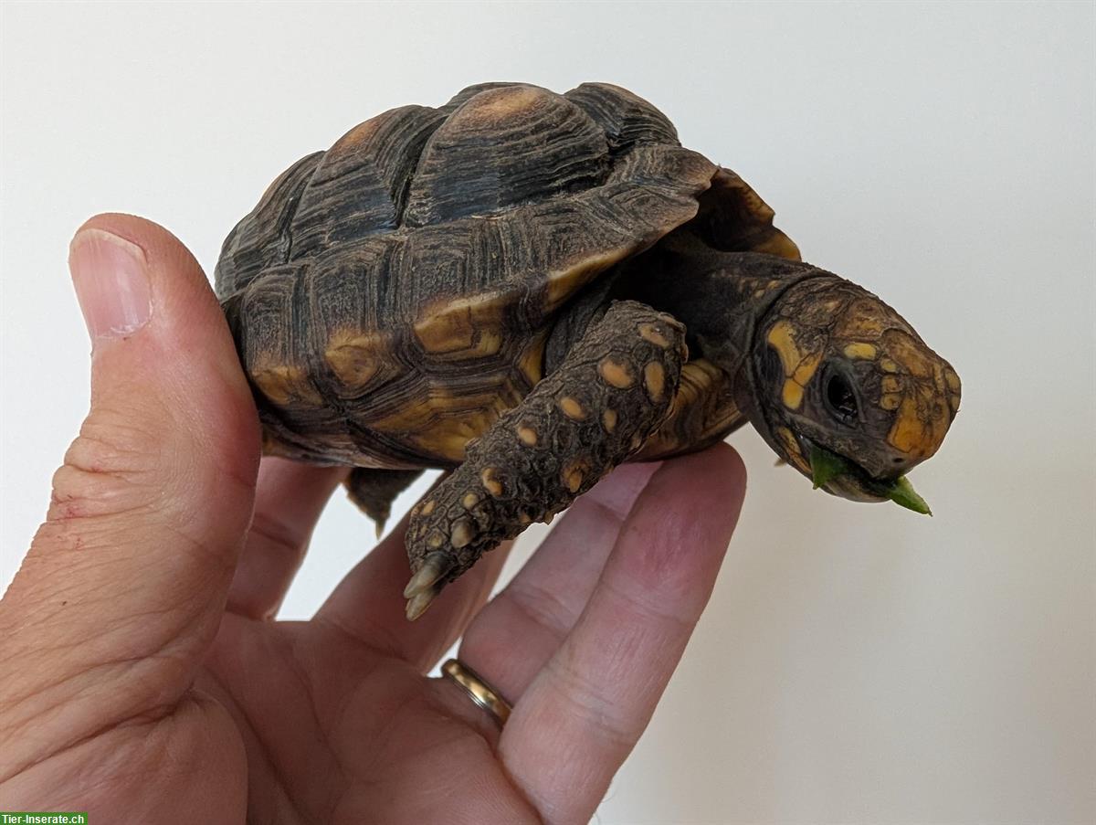 Bild 2: Köhlerschildkröten Jungtiere Nachzucht zu verkaufen