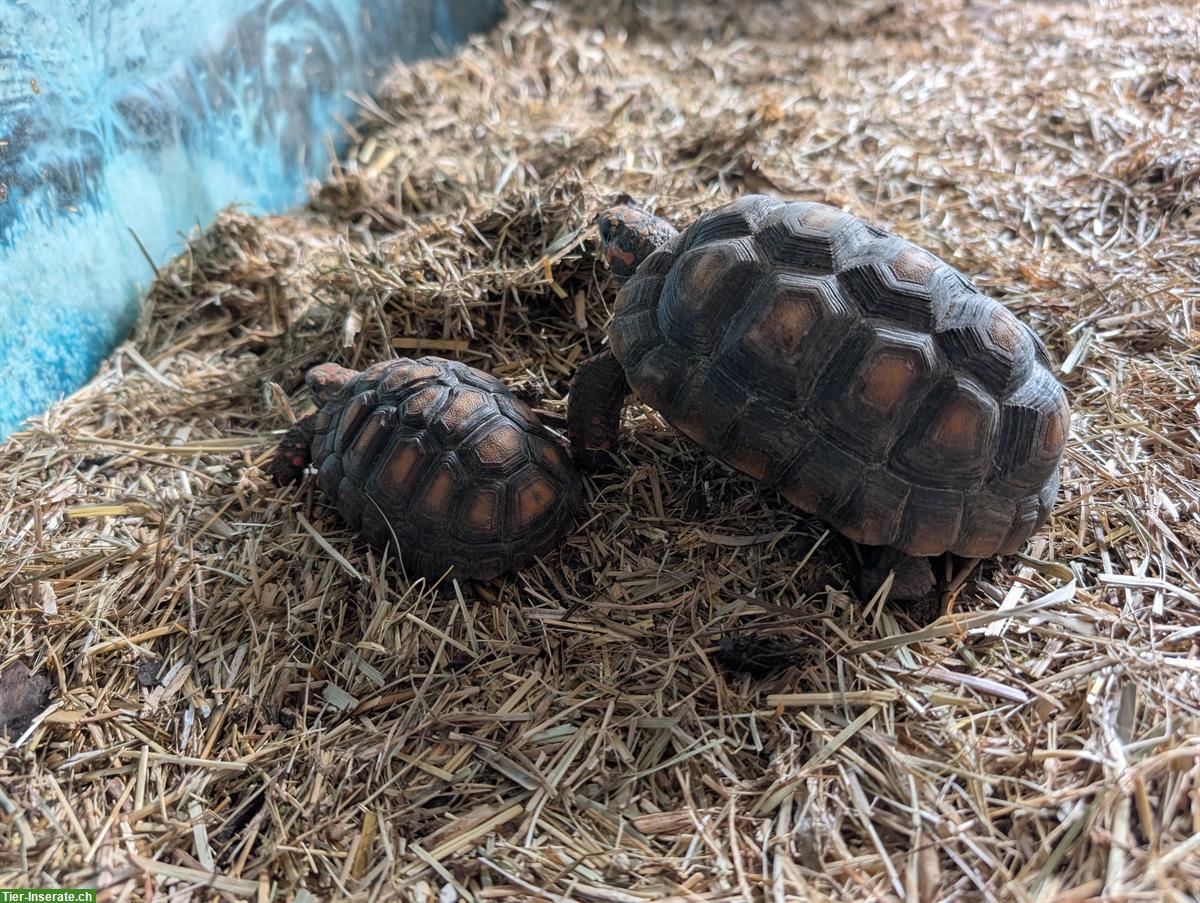 Bild 3: Köhlerschildkröten Jungtiere Nachzucht zu verkaufen