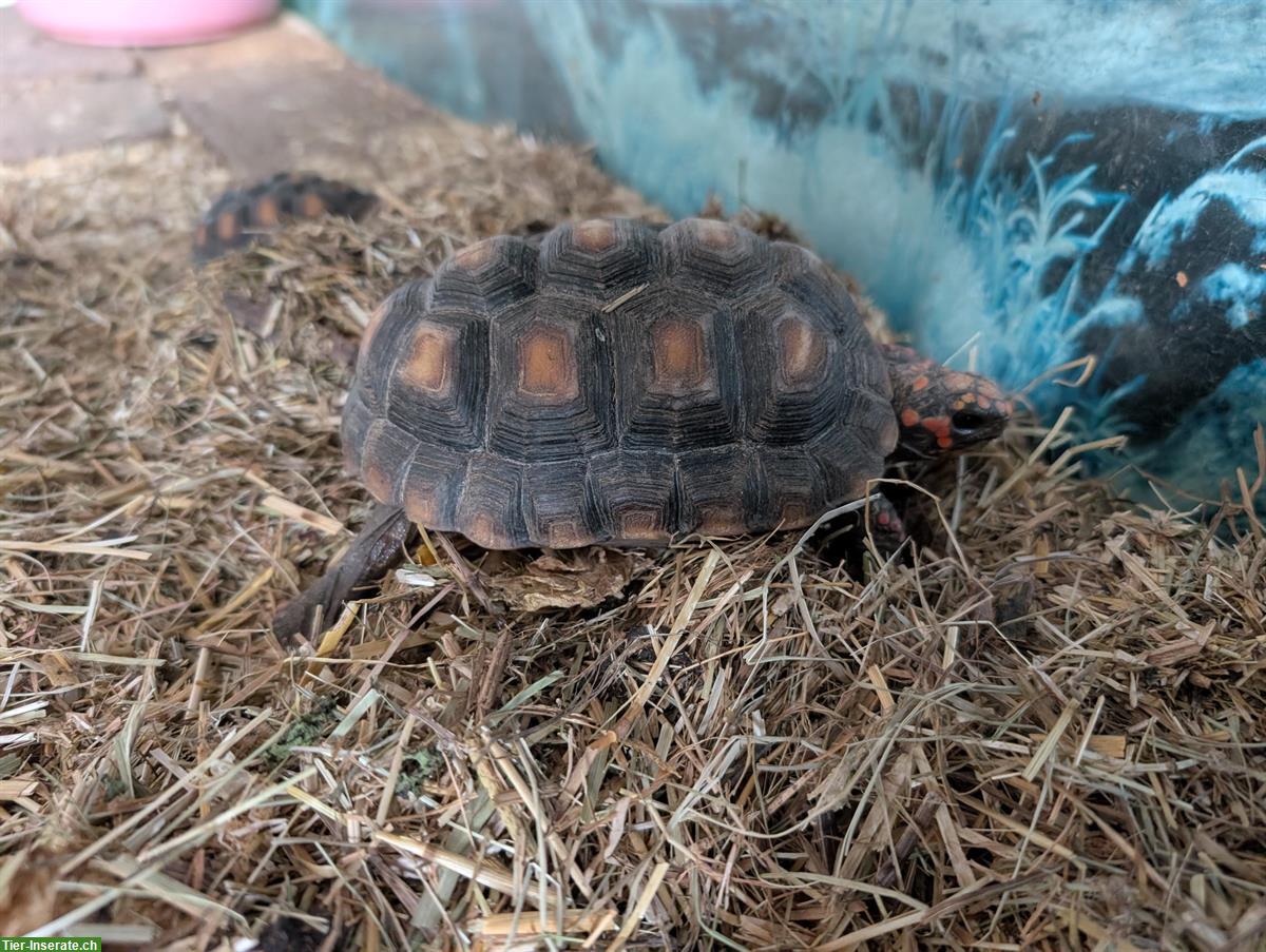 Bild 4: Köhlerschildkröten Jungtiere Nachzucht zu verkaufen